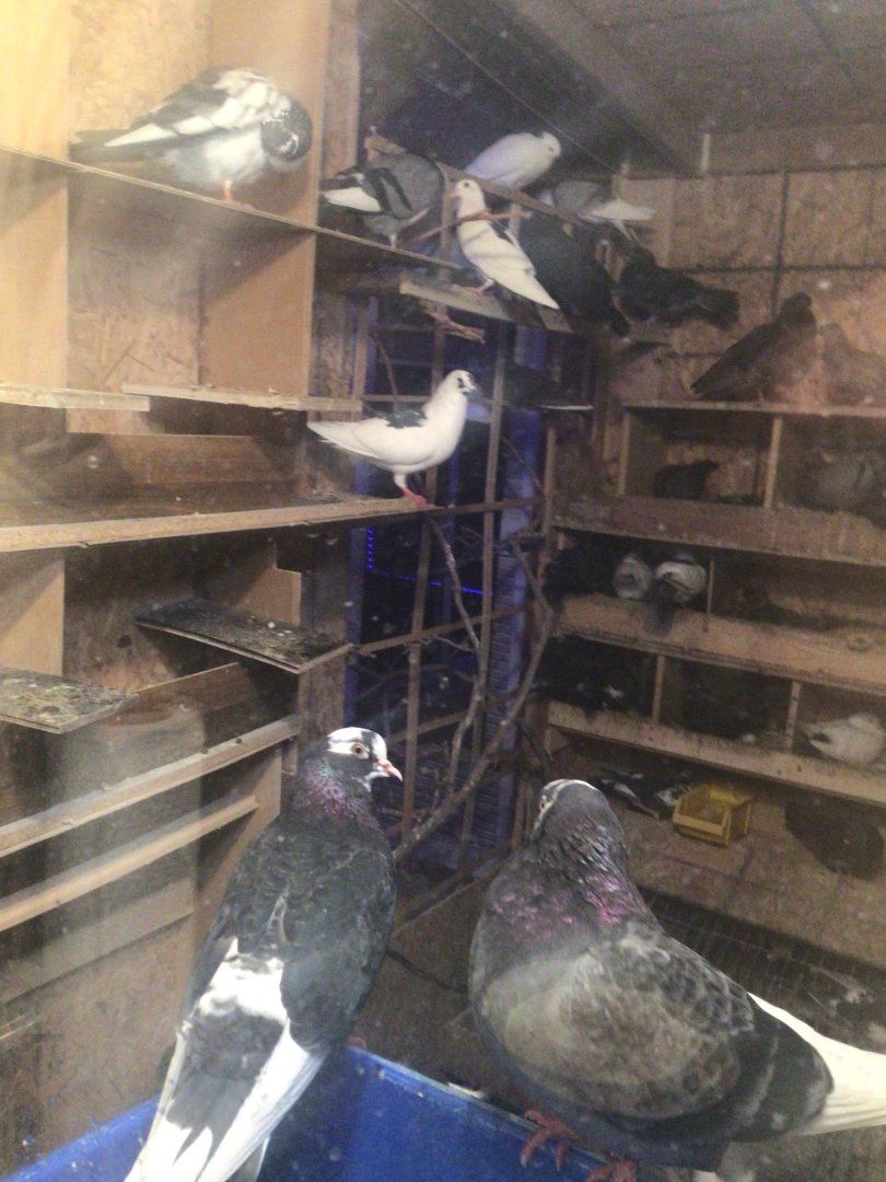 pigeons $25 & up