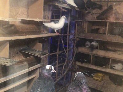 pigeons $25 & up