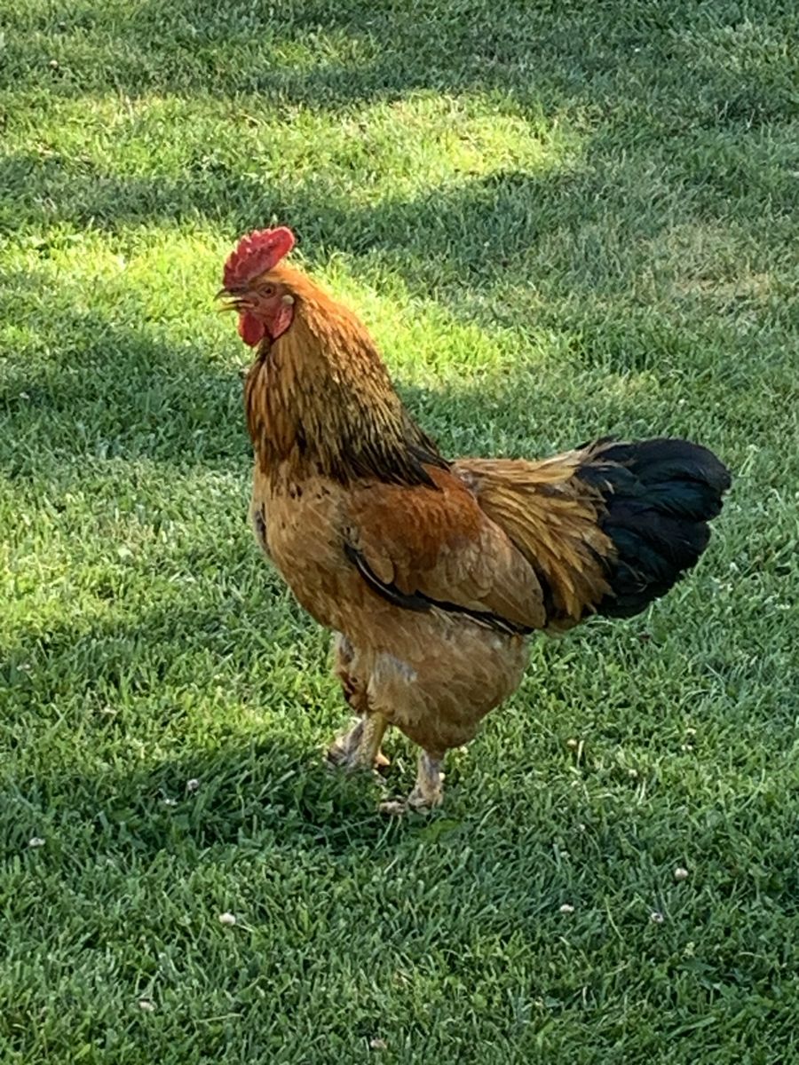 Roosters