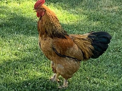 Roosters