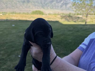 German shorthair pointer puppies