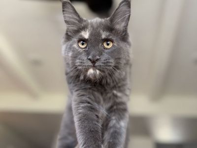 4 month old rare blue tortie female - breeding rights available. CFA