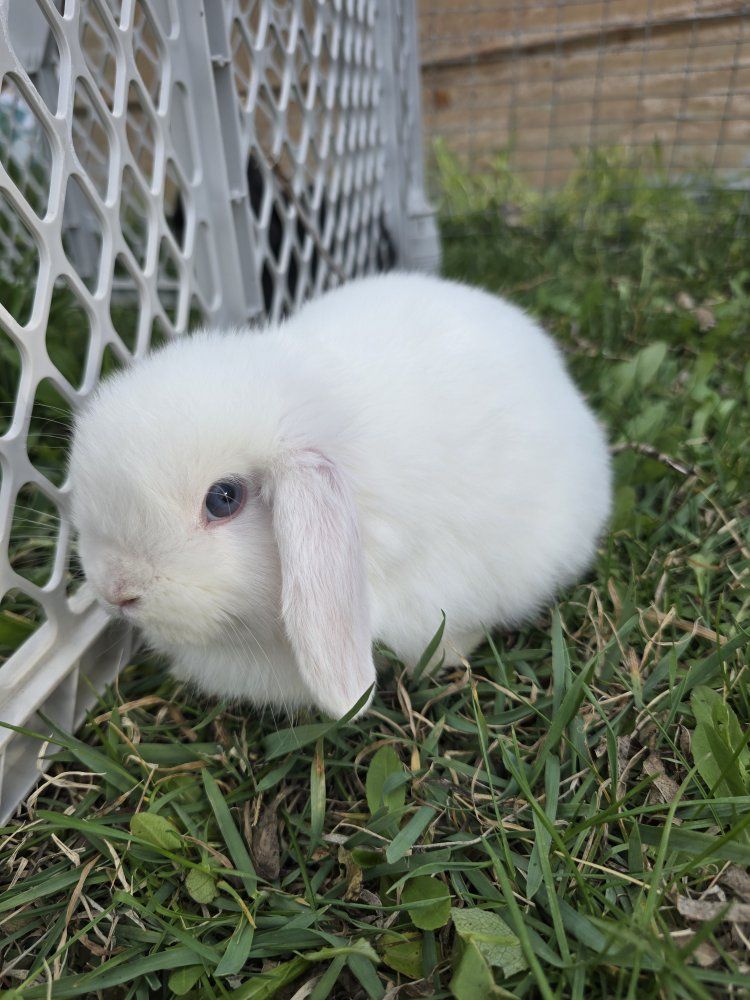 Blue-eyed Holland Lop (buck)
