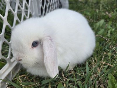 Blue-eyed Holland Lop (buck)