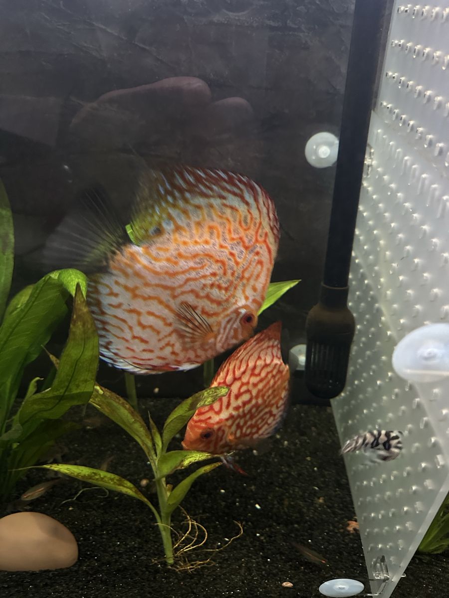 Pair discus
