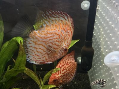 Pair discus