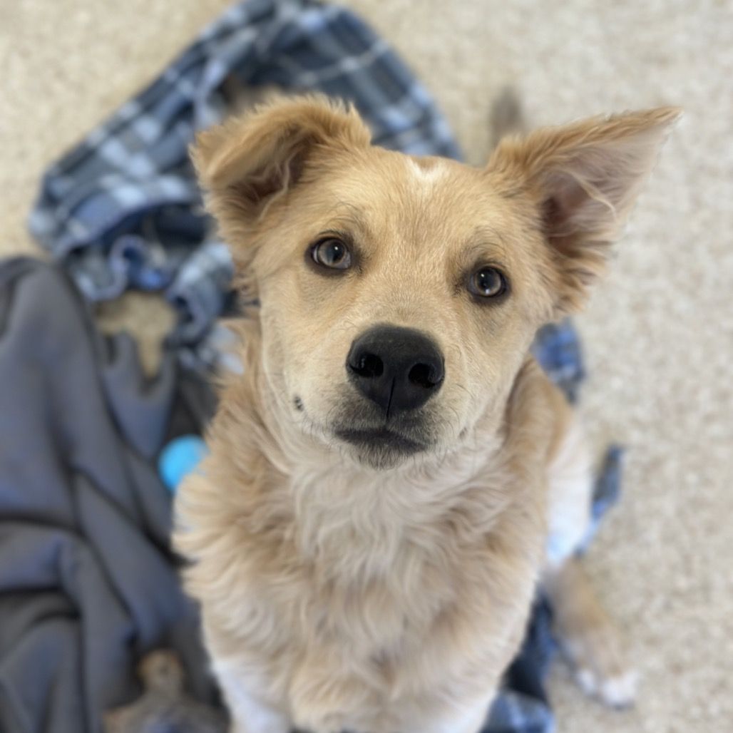 Hello my name is Frito
