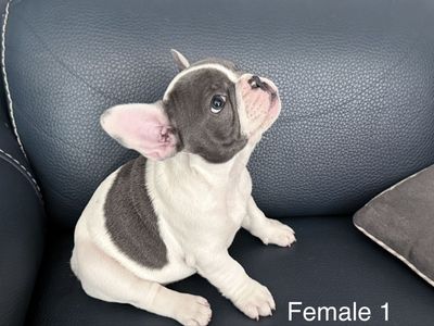 AKC French Bulldog Puppies - 9 Weeks, First Shots, Blue/White Pied - Cuddly or Spunky!