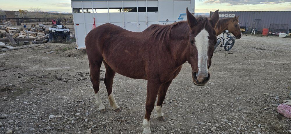 Older companion mare.