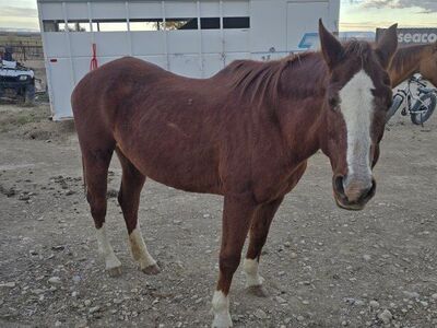 Older companion mare.