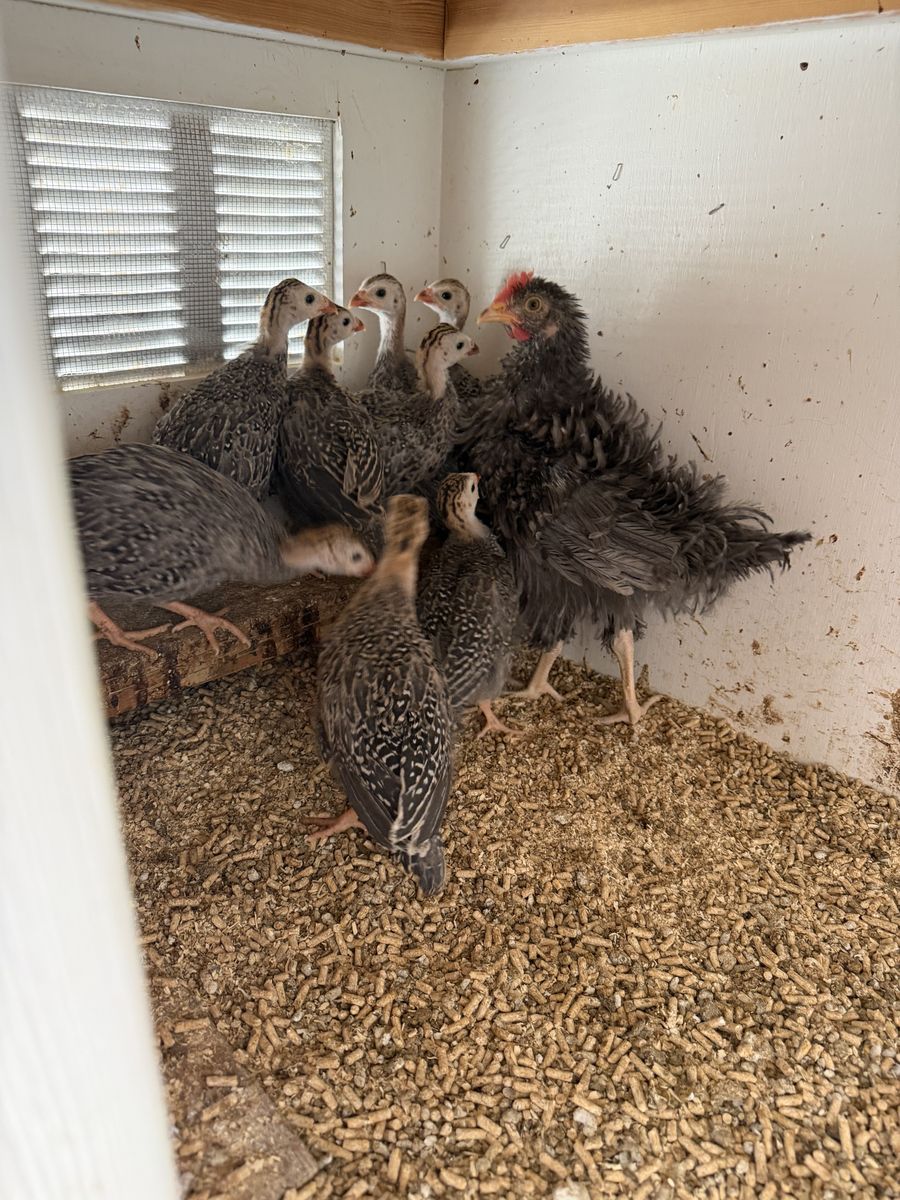 Young Guinea fowl