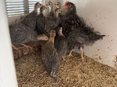 Young Guinea fowl