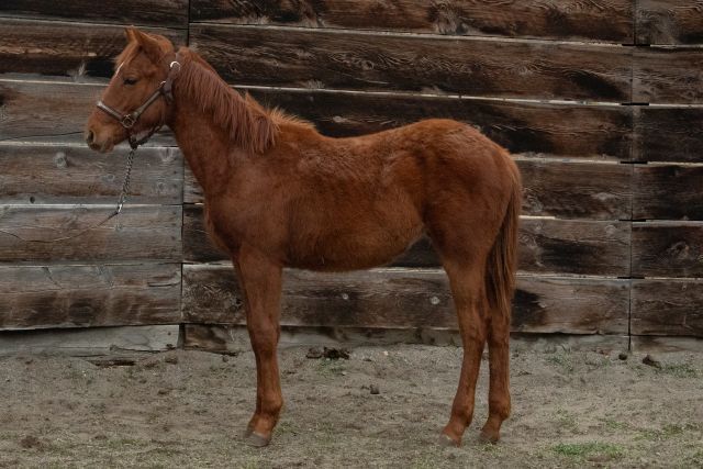 Yearling AQHA filly by THE RED DASHER