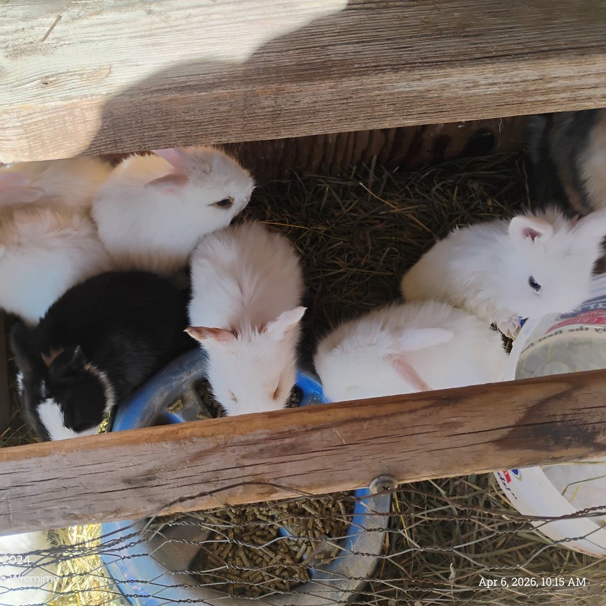 little white bunnies