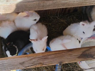 little white bunnies