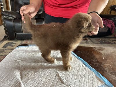 Purebred Australian Shepherd Puppies