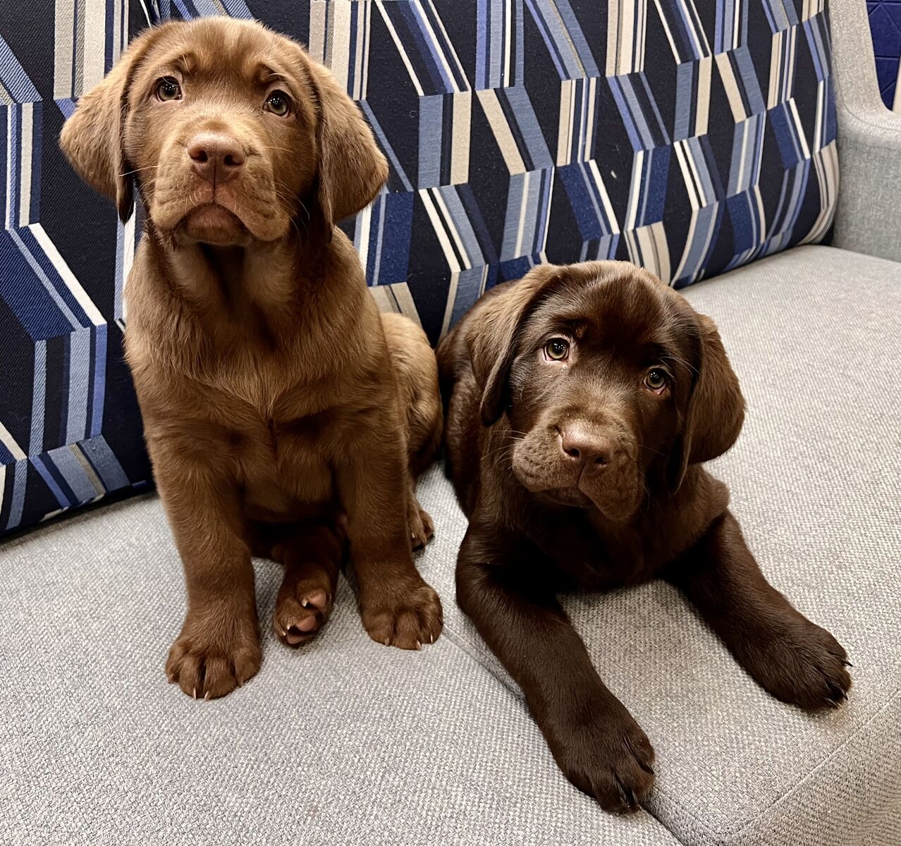 Adorable English Chocolate Labrador Puppies