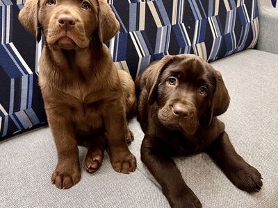 Adorable English Chocolate Labrador Puppies