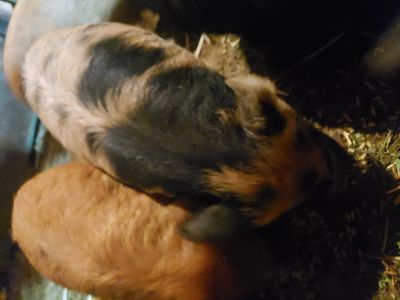 Kune Kune Piglets (Available Now!)
