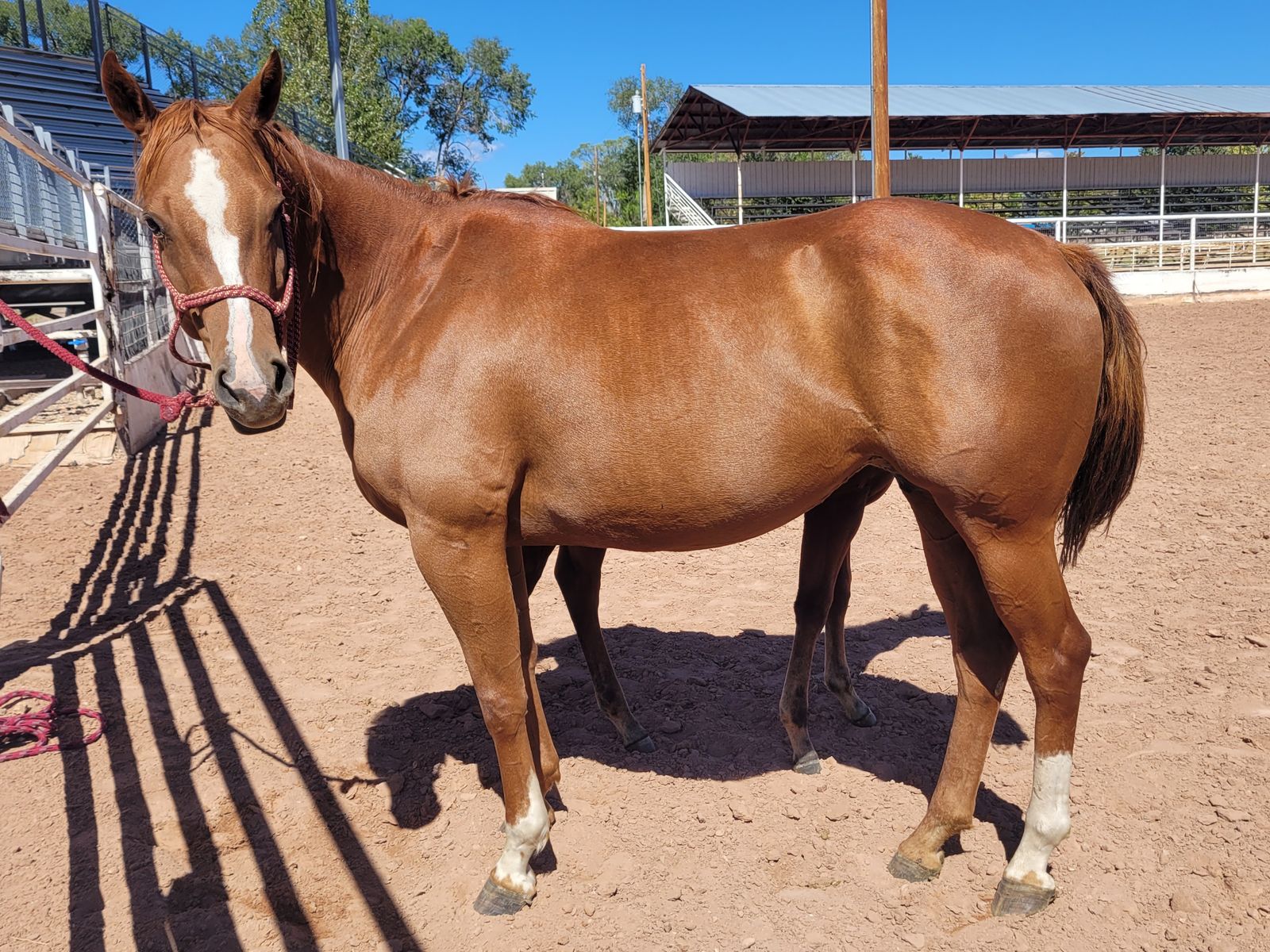 AQHA sorrel mare