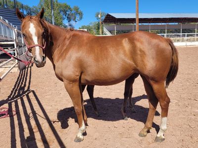 AQHA sorrel mare