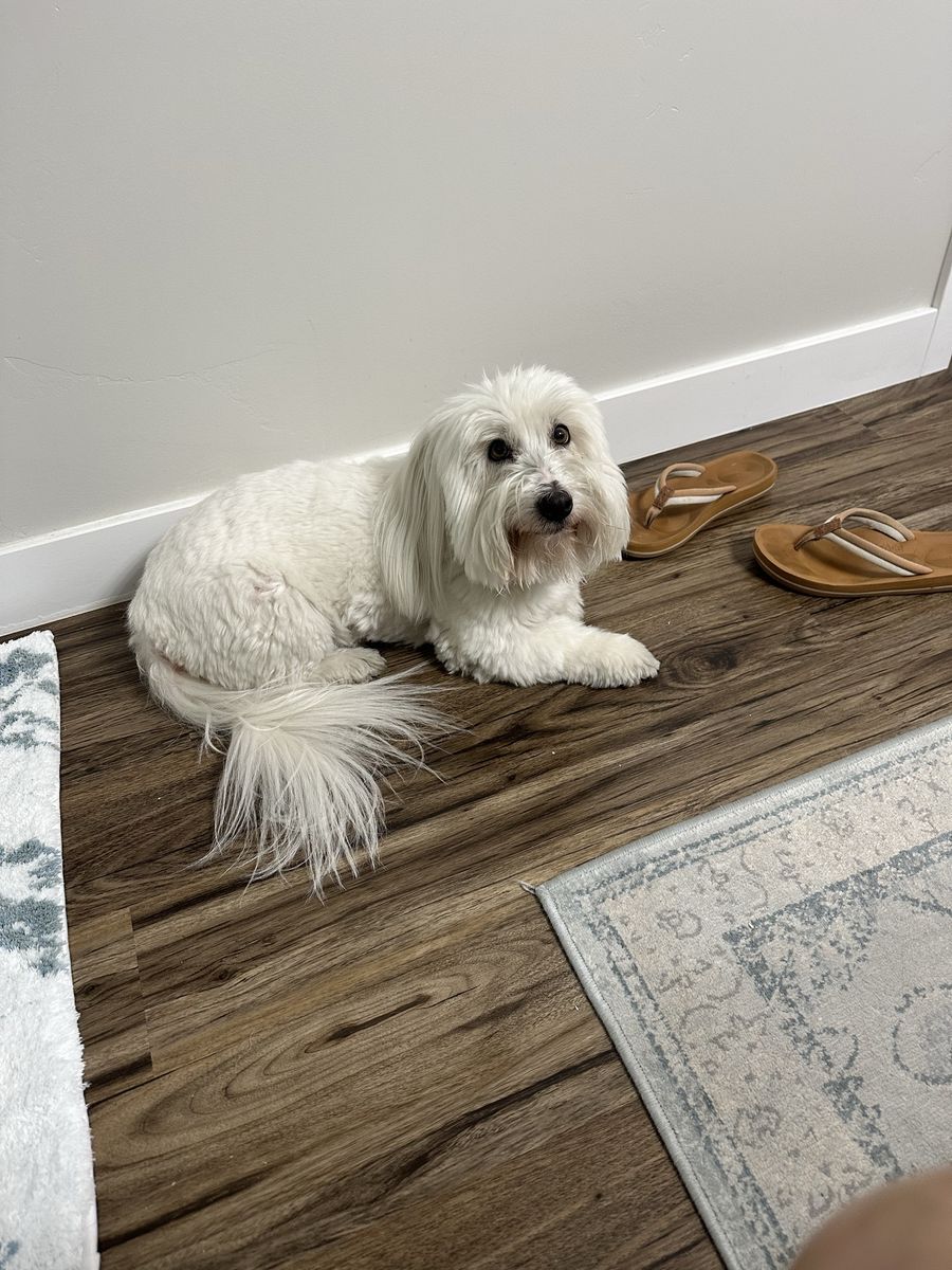 Coton de Tulear