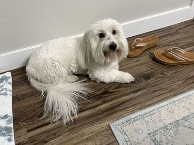 Coton de Tulear