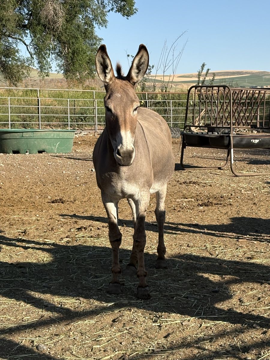 Bonded jennies, burros, donkeys.