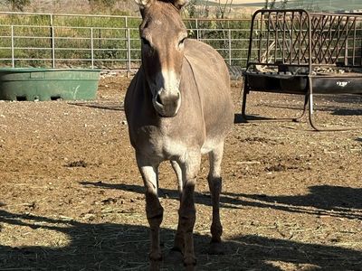 Bonded jennies, burros, donkeys.