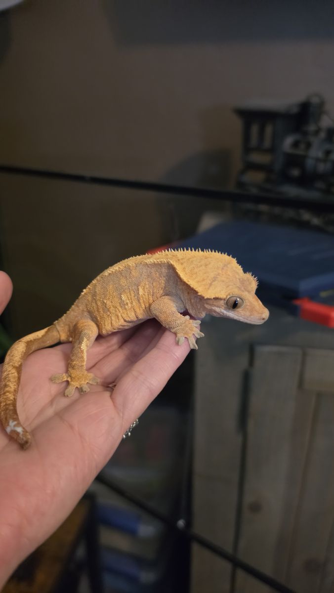 Adult female crested gecko