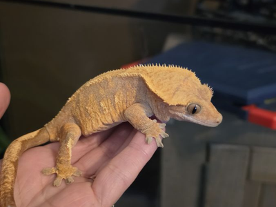 Adult female crested gecko