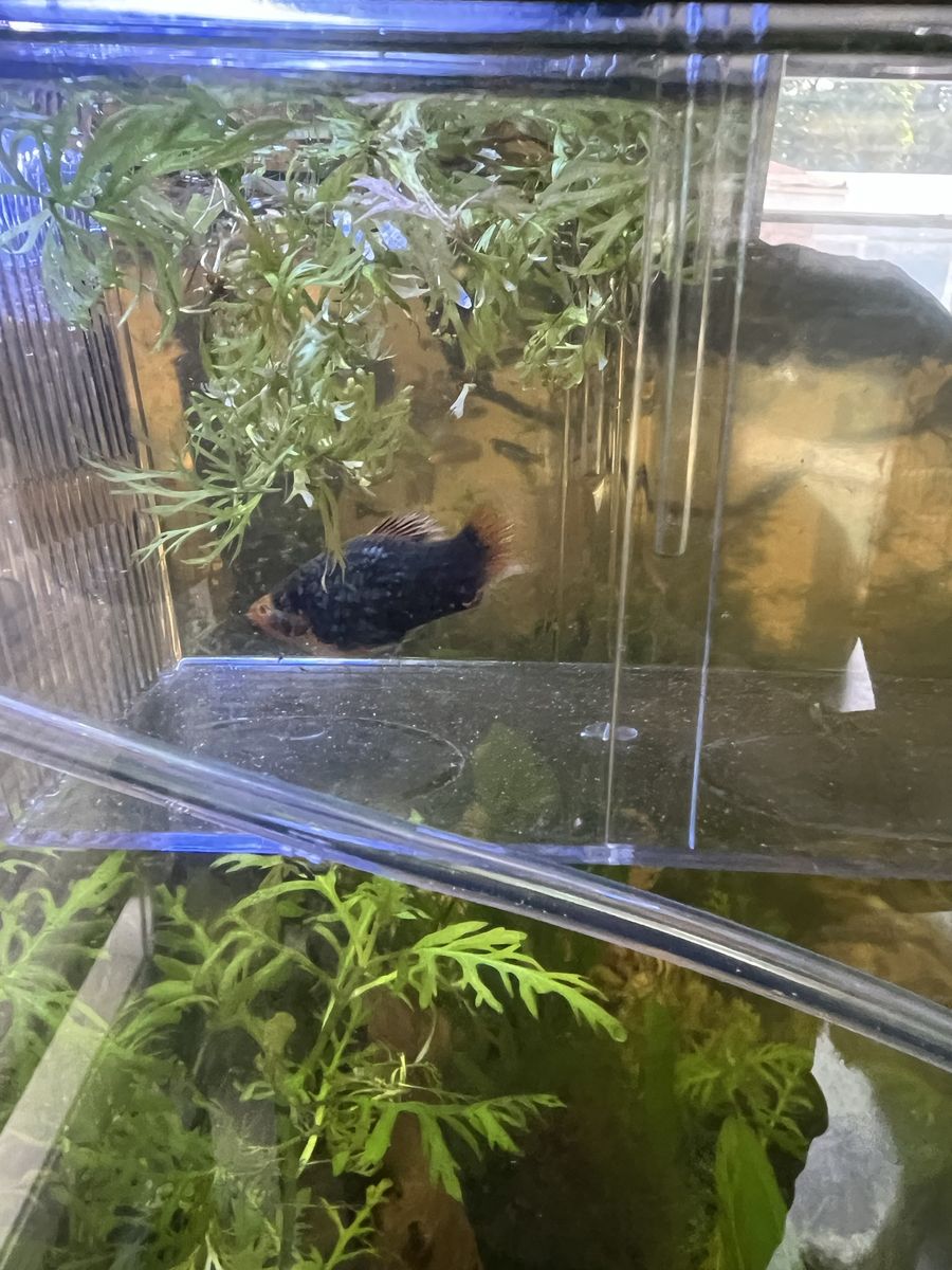 Large Platy Fish - Approx. 2 inches