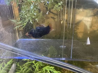 Large Platy Fish - Approx. 2 inches