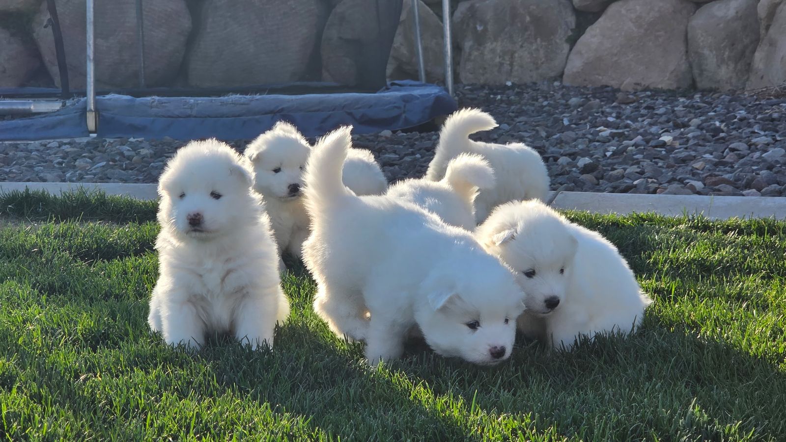 AKC Samoyed Puppies