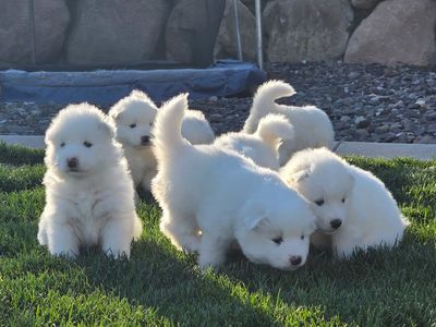 AKC Samoyed Puppies