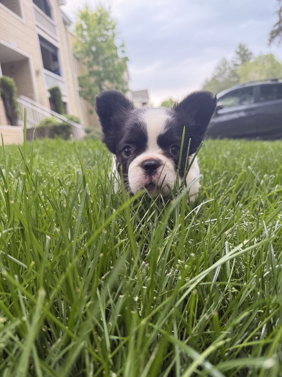 Fluffy French Bulldog Puppies AKC