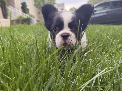 Fluffy French Bulldog Puppies AKC