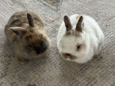 Holland Lop Bunnies