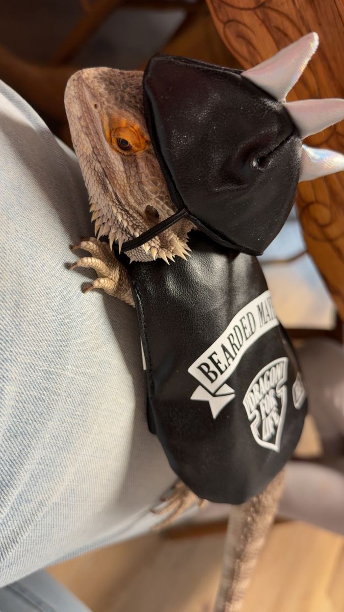 Male Bearded Dragon For Sale