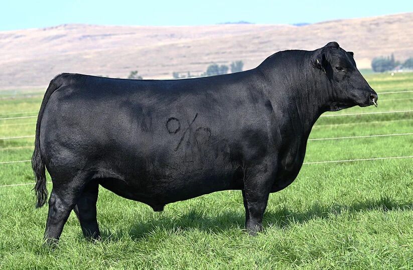 Yearling Angus Bulls