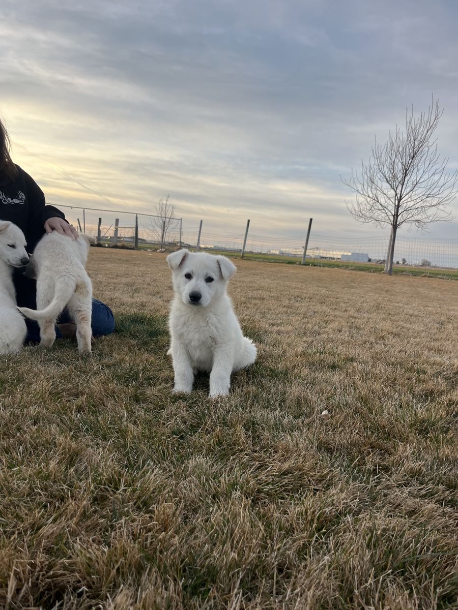 Quality Akc White German Shepherd Puppies