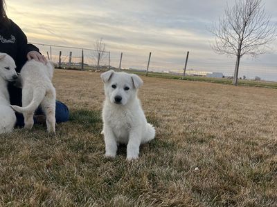 Quality Akc White German Shepherd Puppies