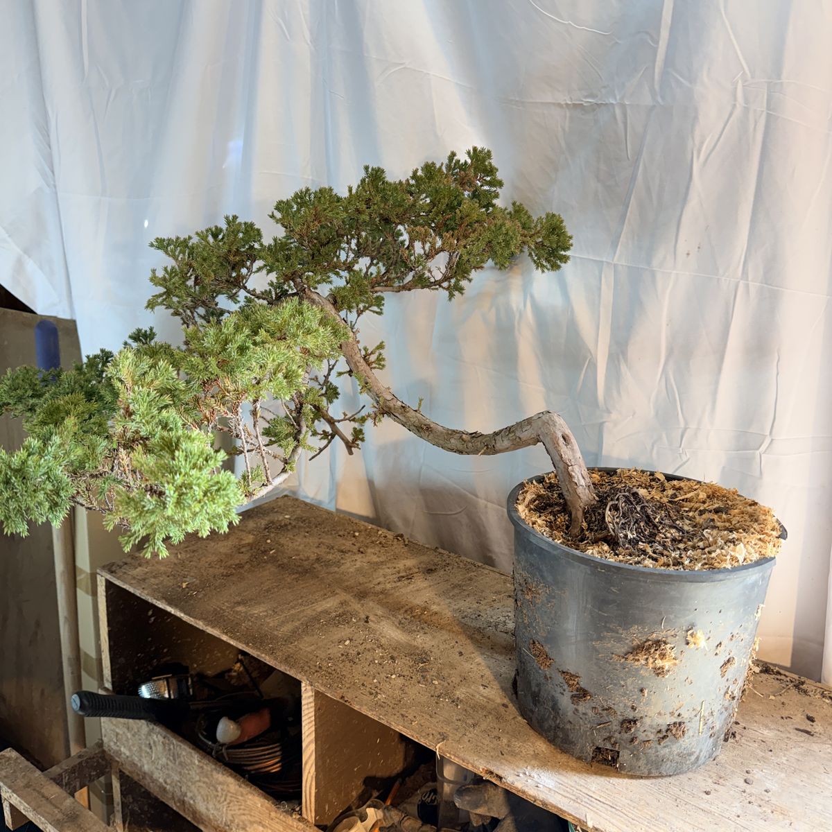 Juniper Bonsai