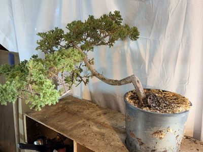 Juniper Bonsai