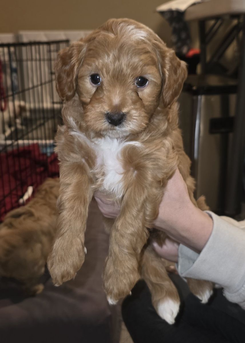 Multi-Gen Goldendoodle 9 weeks