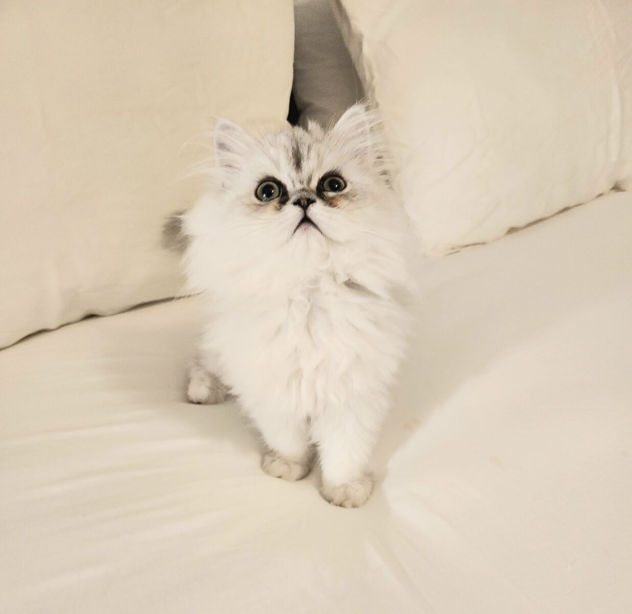 Purebred Silver Chinchilla Persians