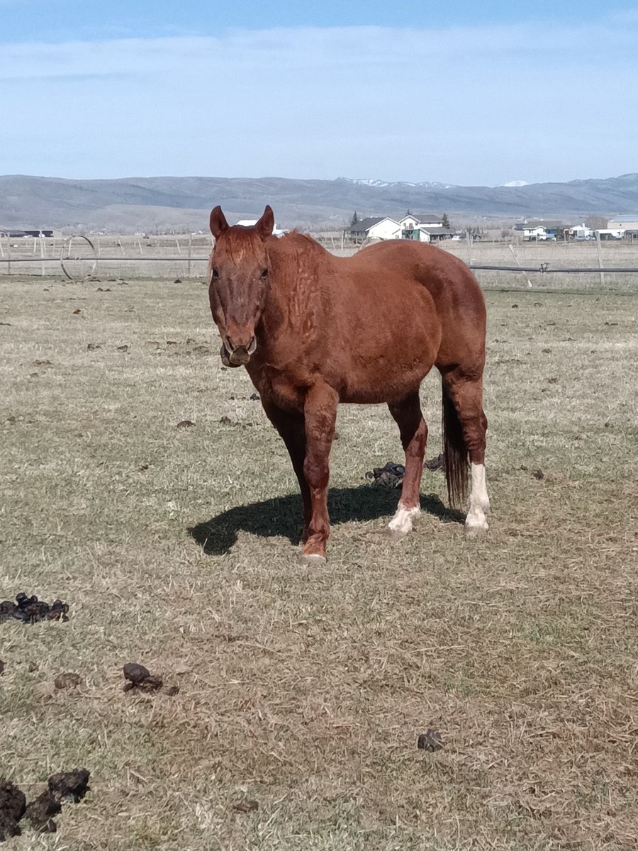 Gelding