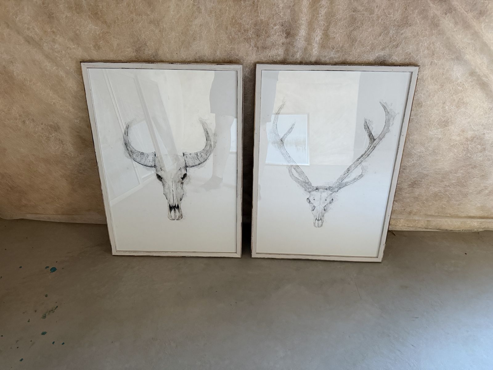Deer Skull Pictures