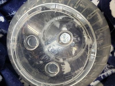 Chinchilla/Ferret Exercise Ball