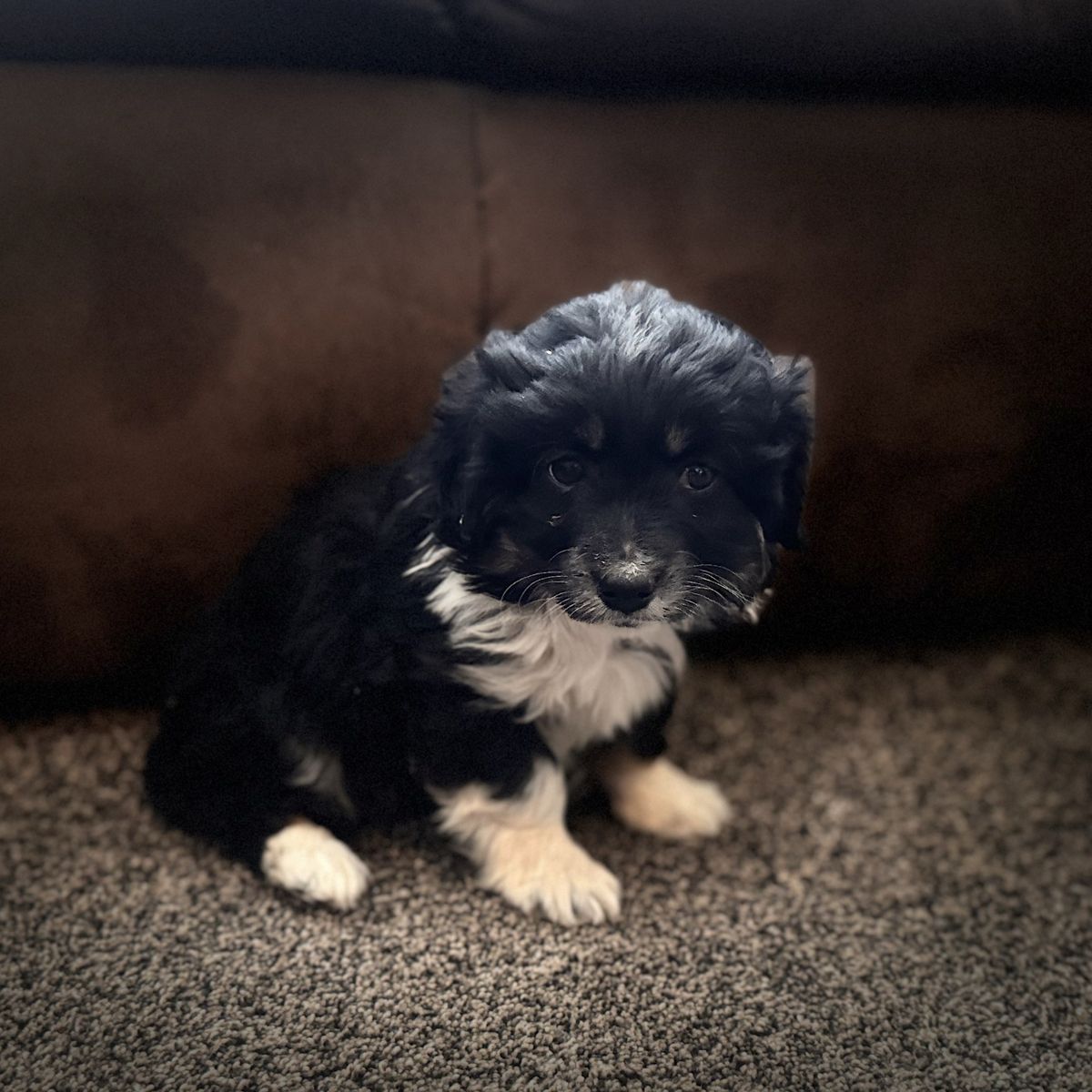 Mini Aussiedoodle Male
